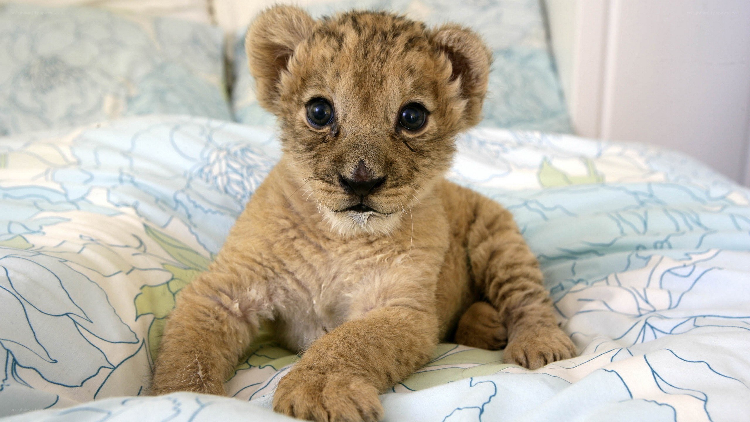 cute lion cub on bed