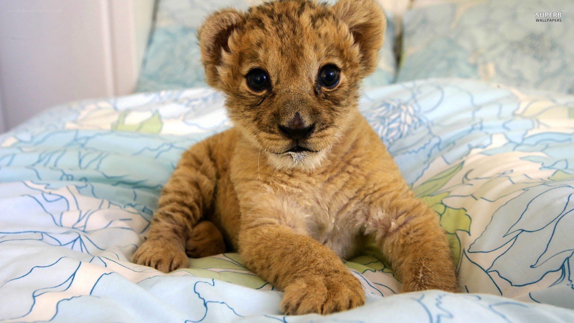 cute lion cub on bed