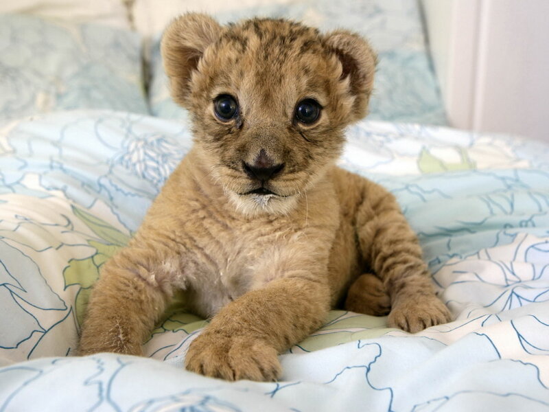 cute lion cub on bed