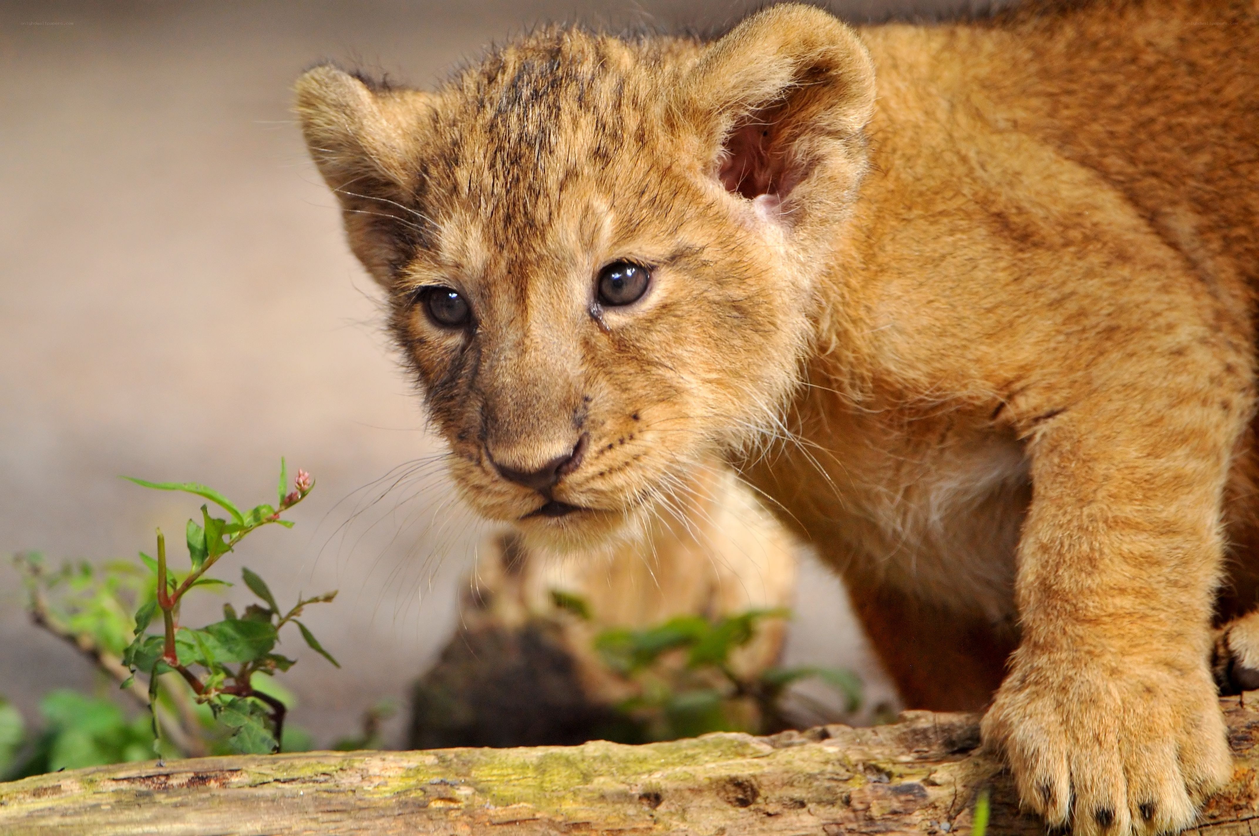 cute lion cub on log