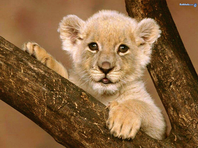 cute lion cub on tree branch