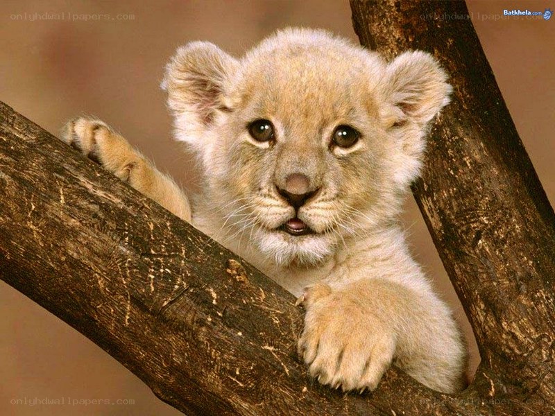 cute lion cub on tree branch