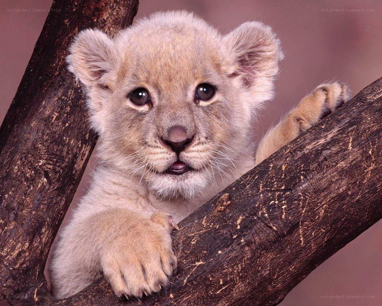 Cute lion cub on tree branch