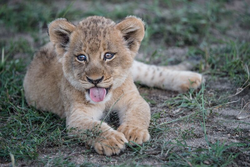 Cute lion cub playing outdoors