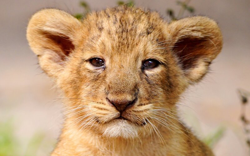 cute lion cub portrait