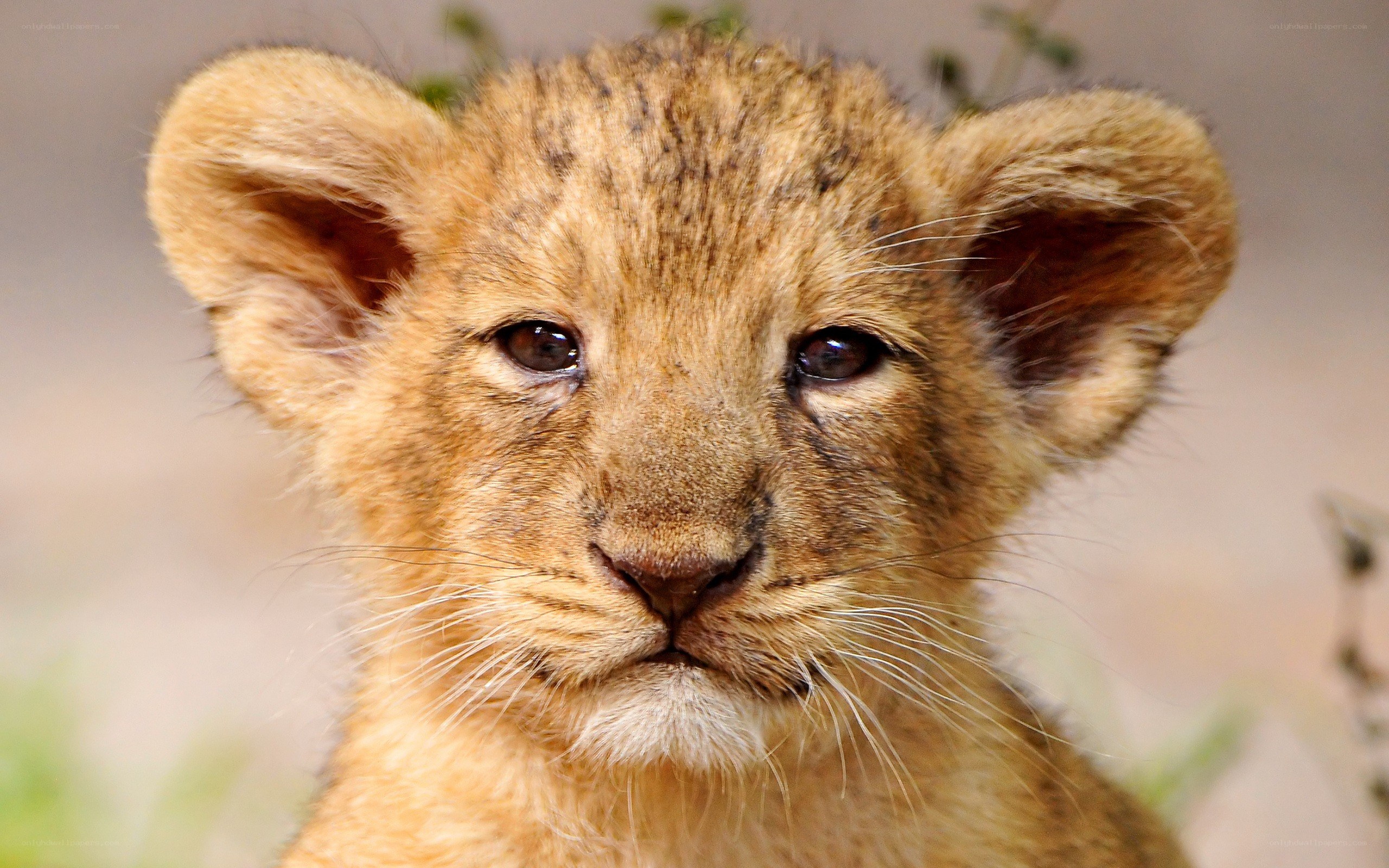 cute lion cub portrait