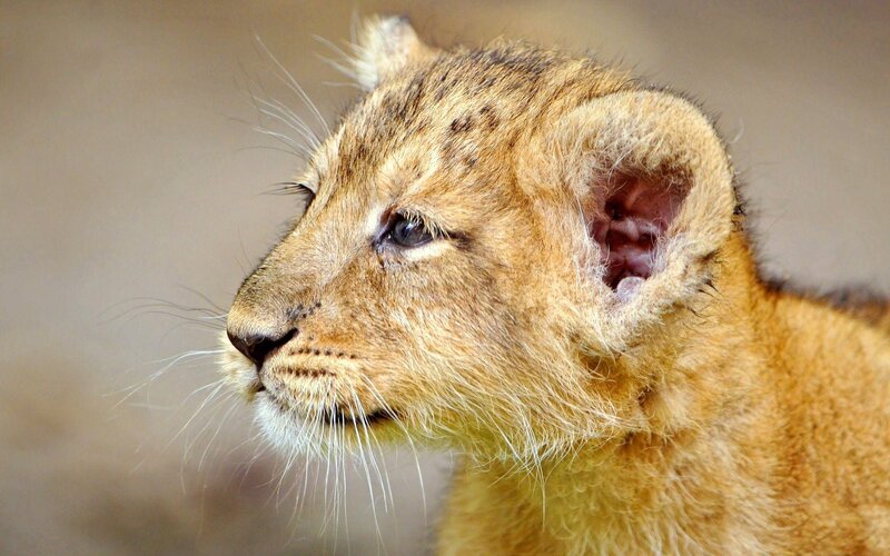 cute lion cub profile