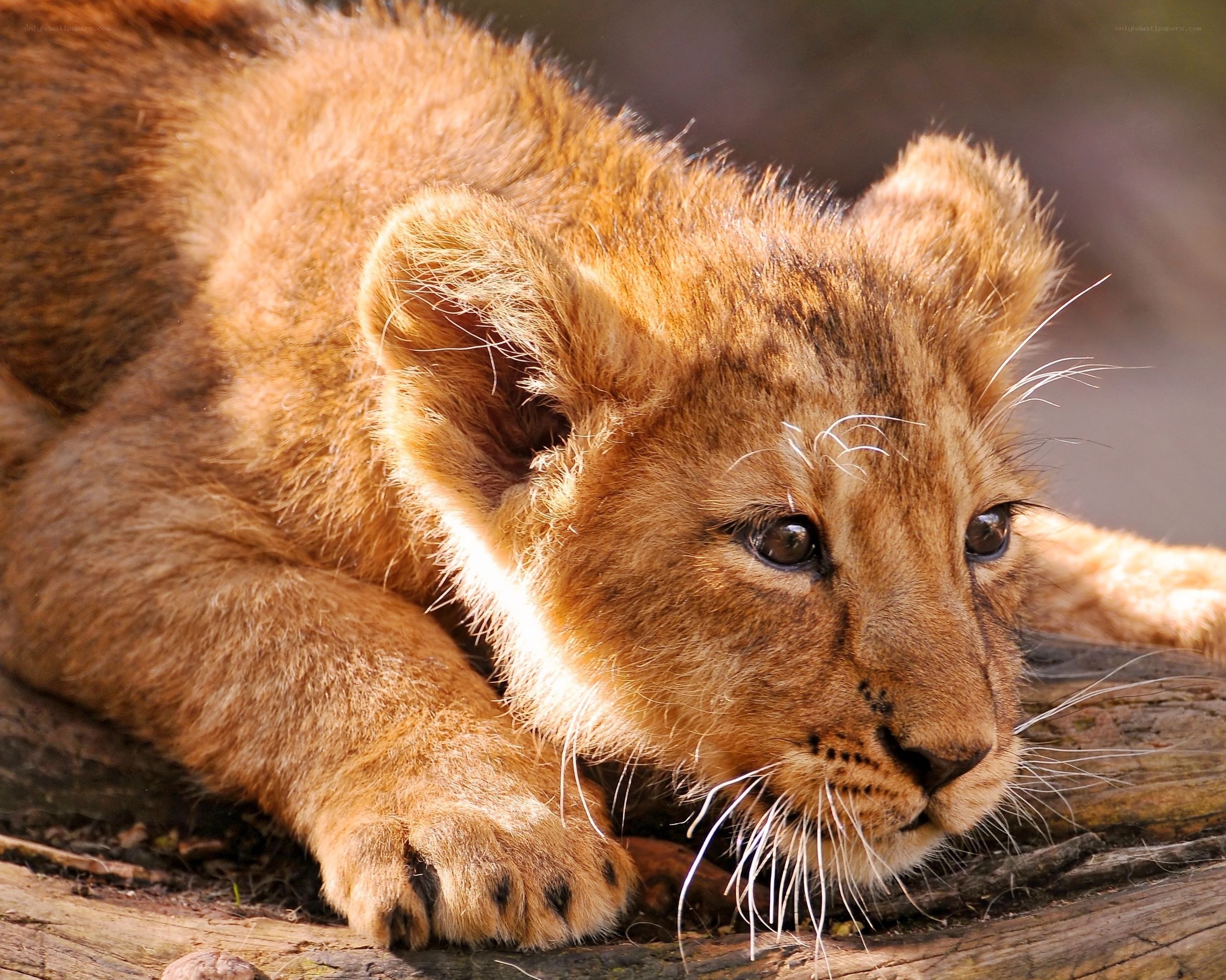 cute lion cub resting