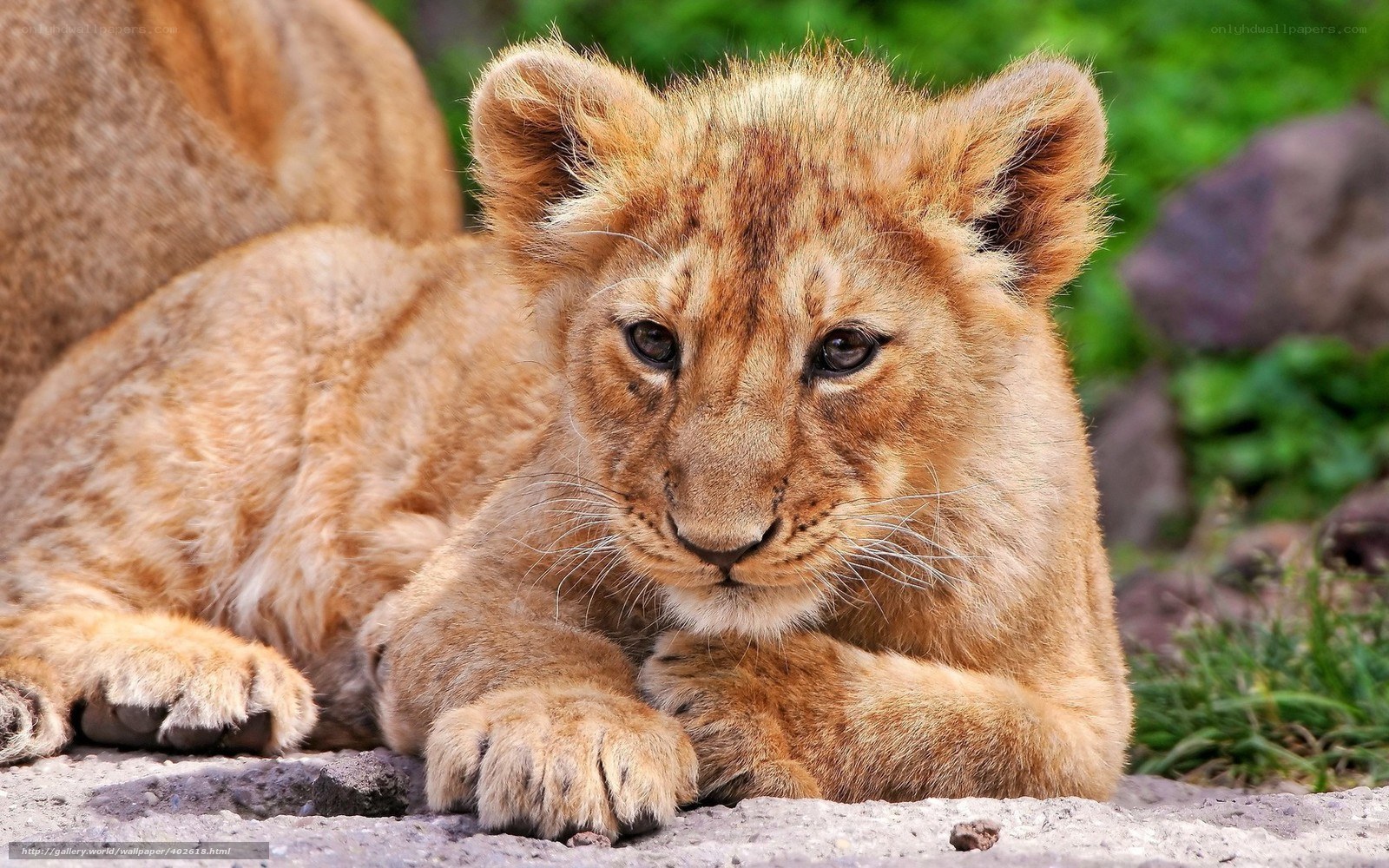 cute lion cub resting