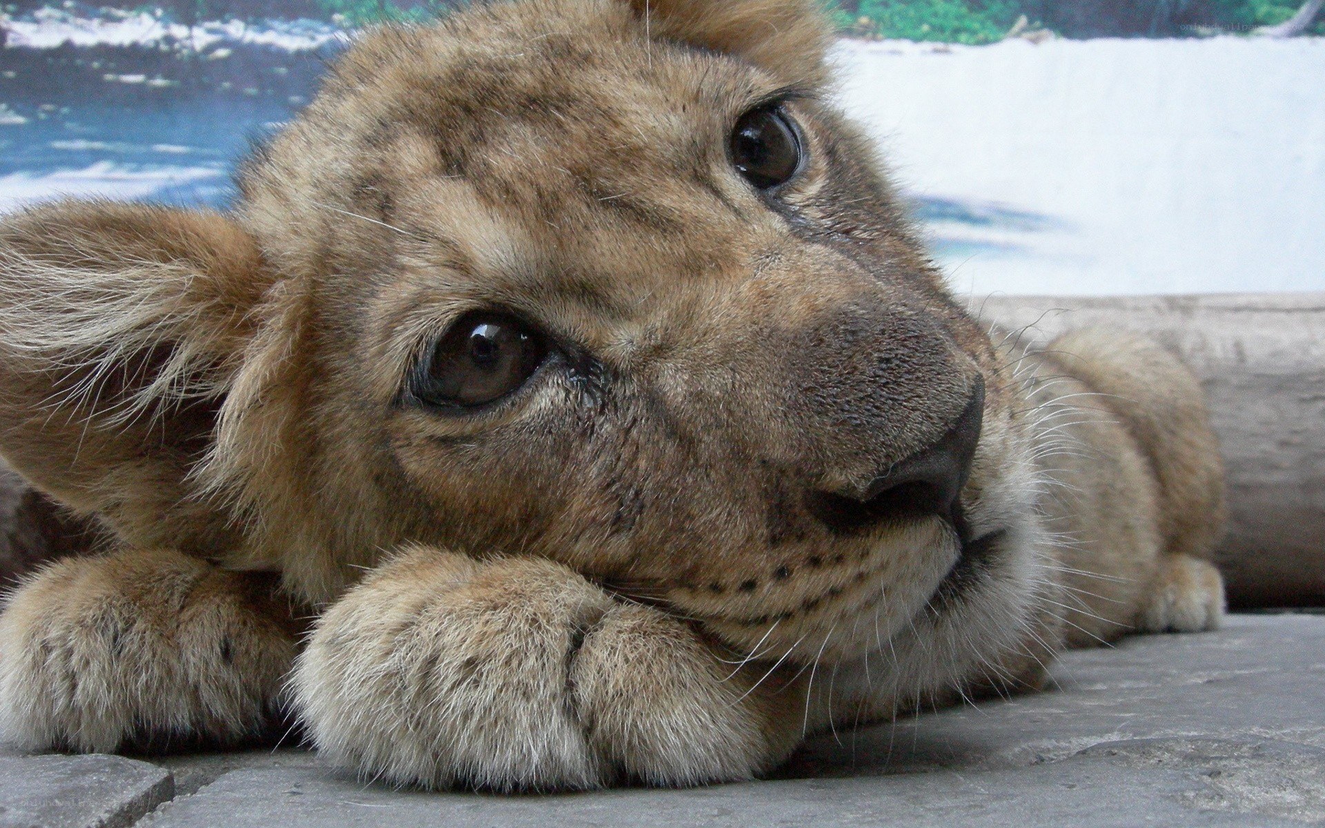 cute lion cub resting