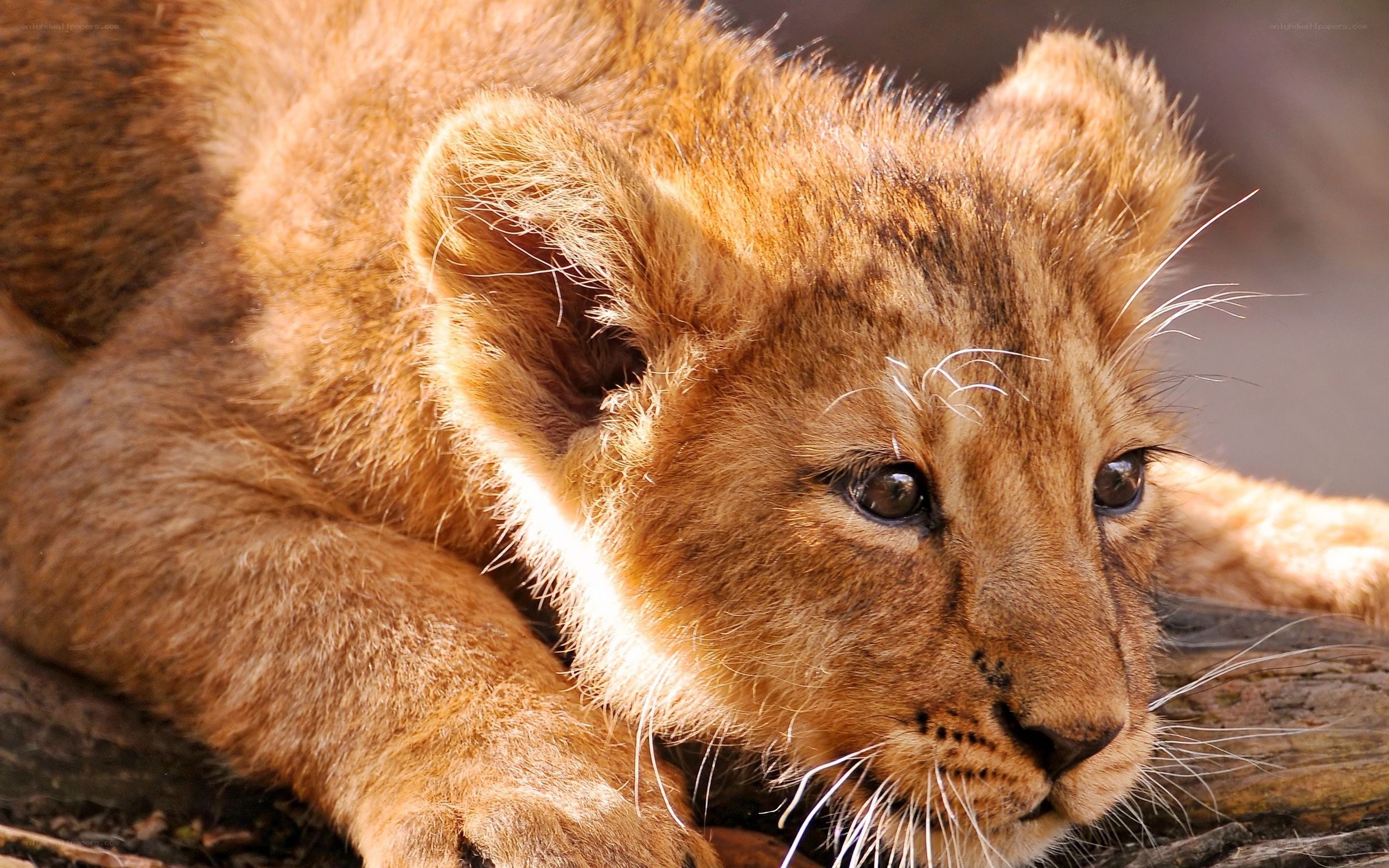 Cute lion cub resting