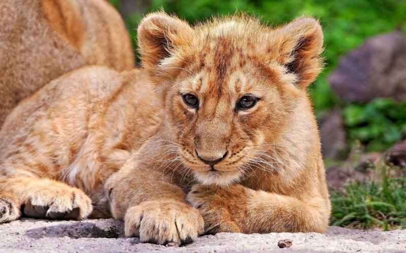 Cute lion cub resting