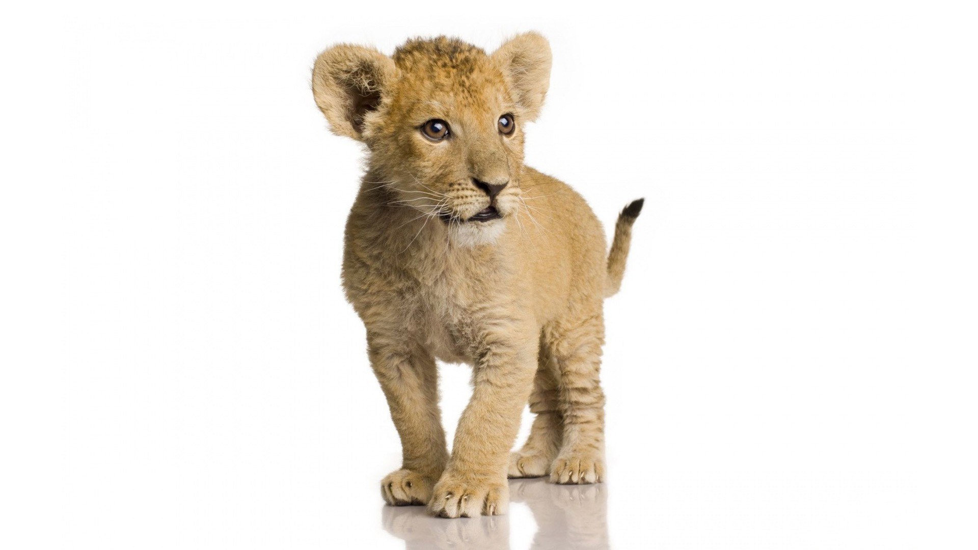 cute lion cub standing