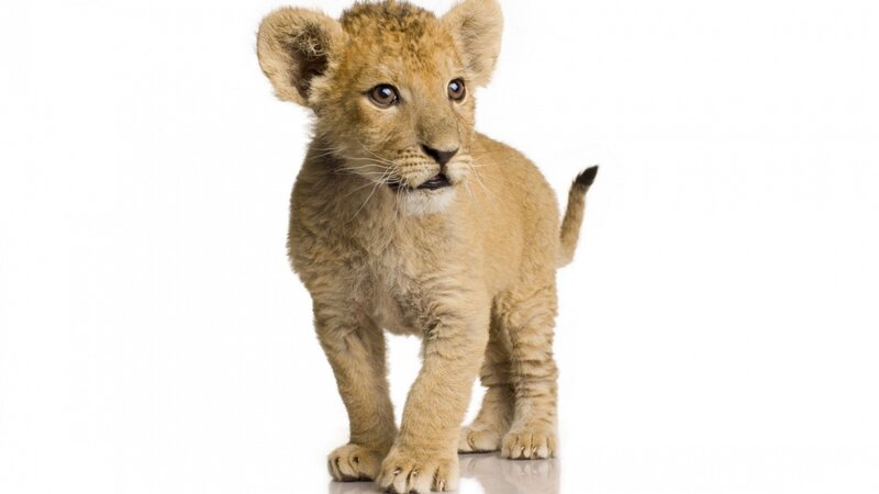 cute lion cub standing