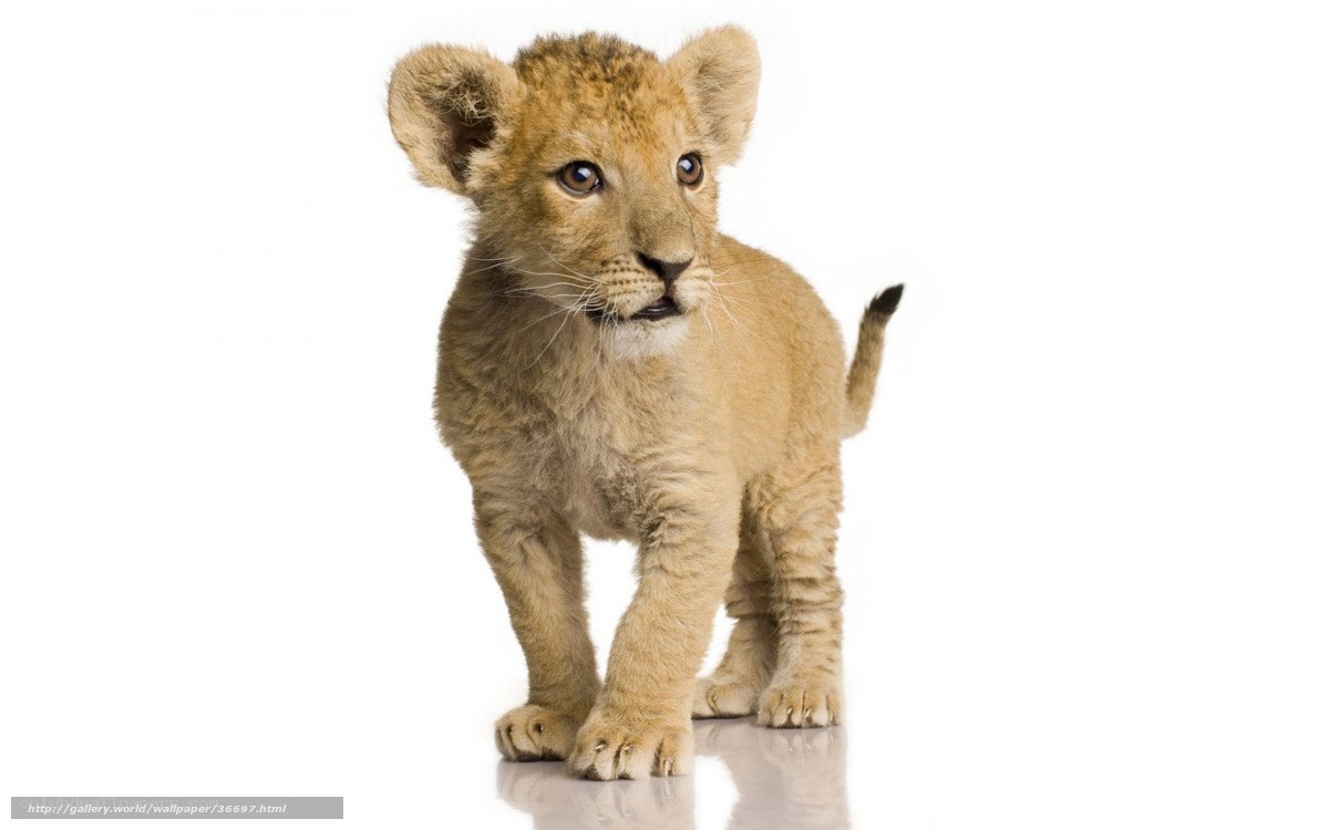 cute lion cub standing