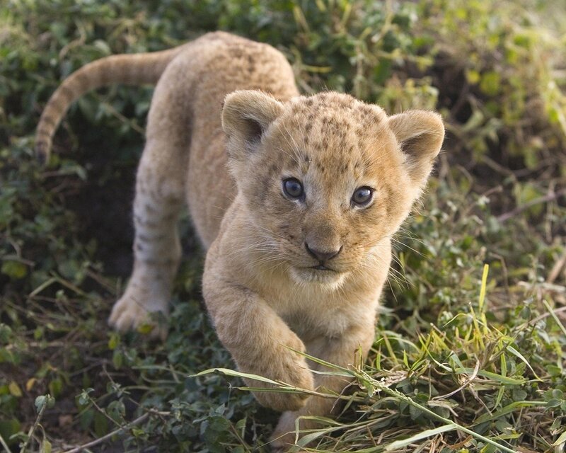 cute lion cub walking