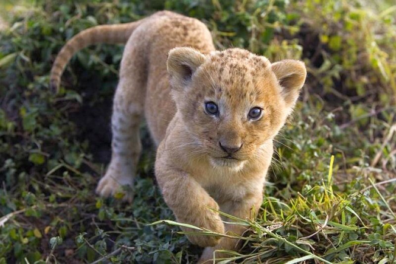 cute lion cub walking