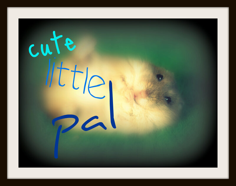 cute little pal hamster