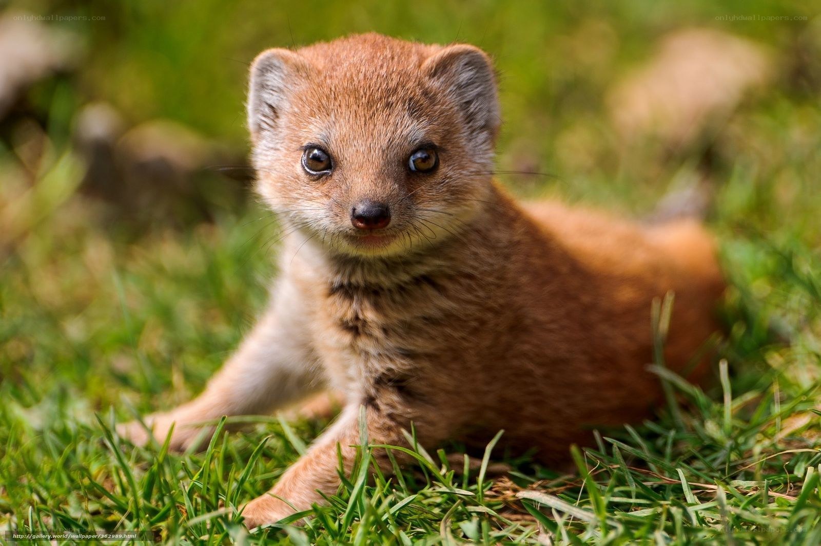 cute mongoose cub in grass