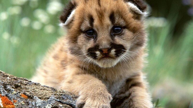 cute mountain lion cub
