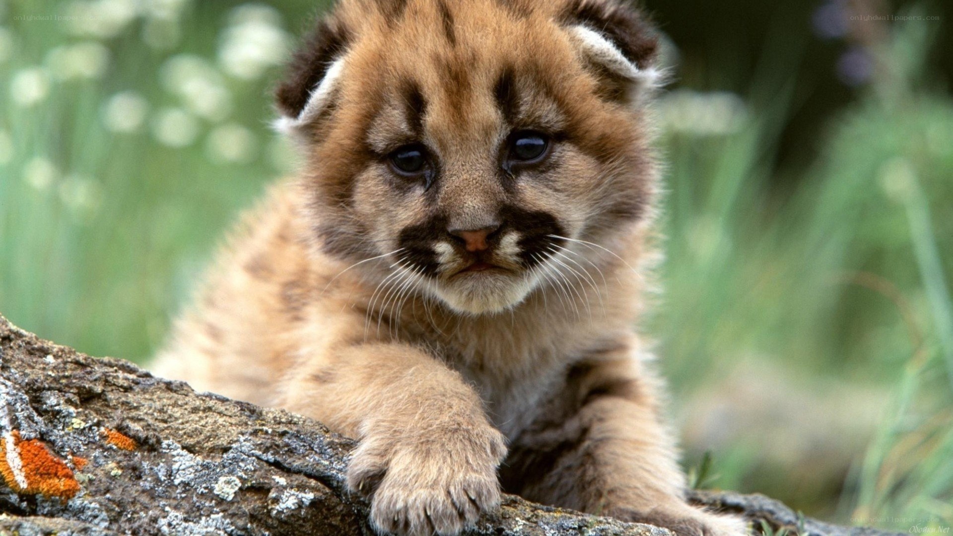 cute mountain lion cub