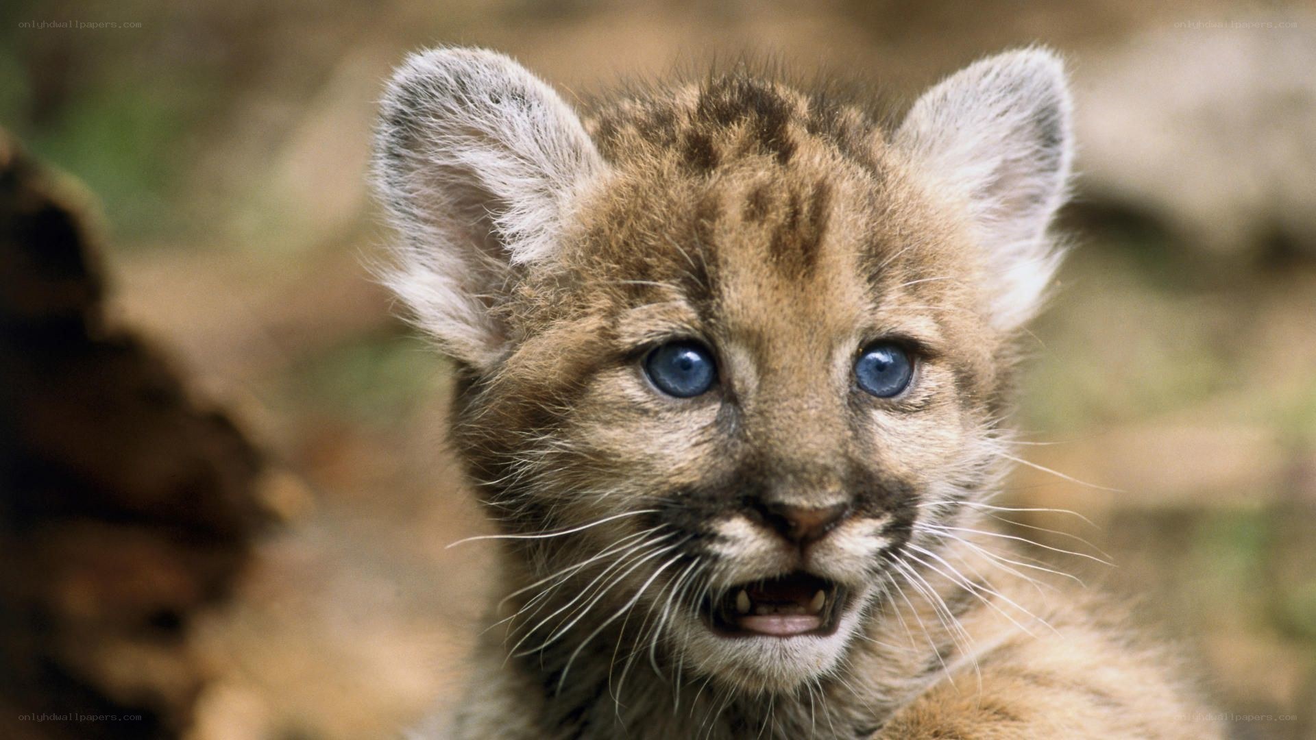 cute mountain lion cub