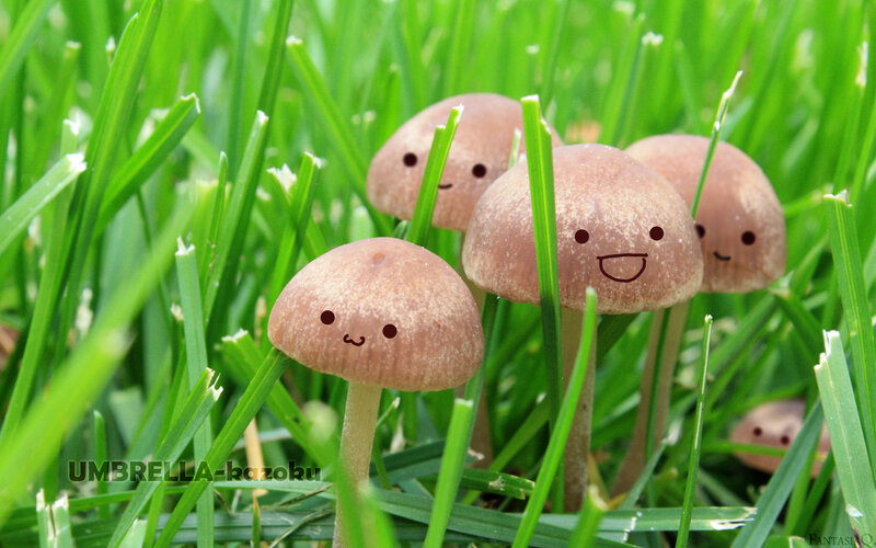 cute mushrooms in grass