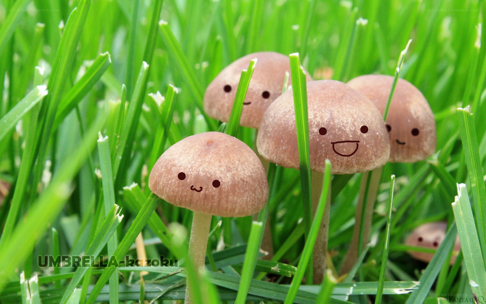 cute mushrooms in grass