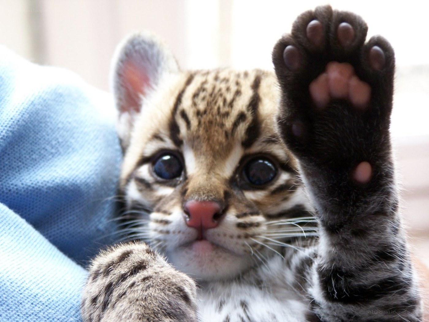 cute ocelot kitten pawing