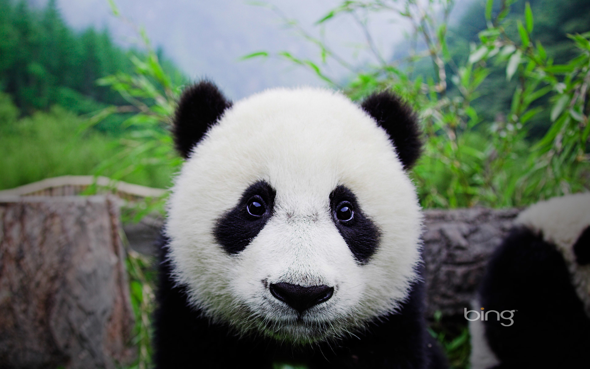 Cute panda cub in forest