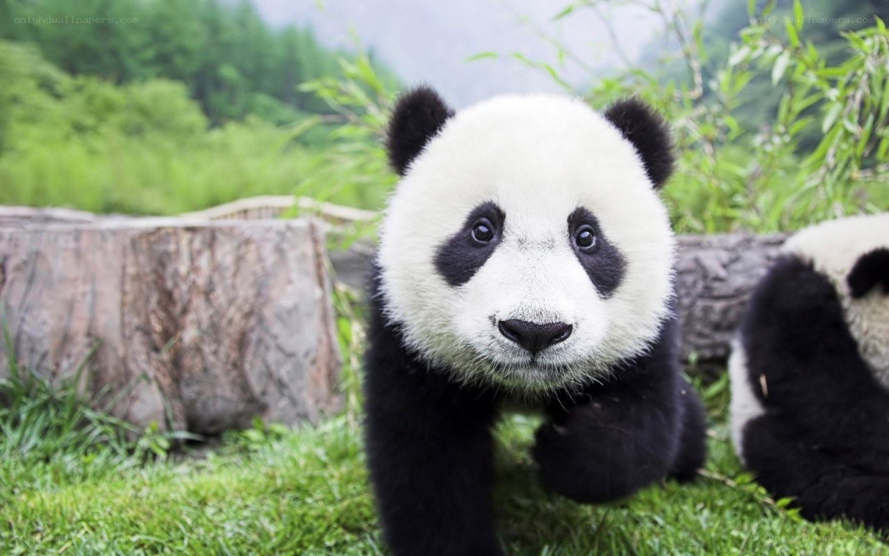 Cute panda cub in grass