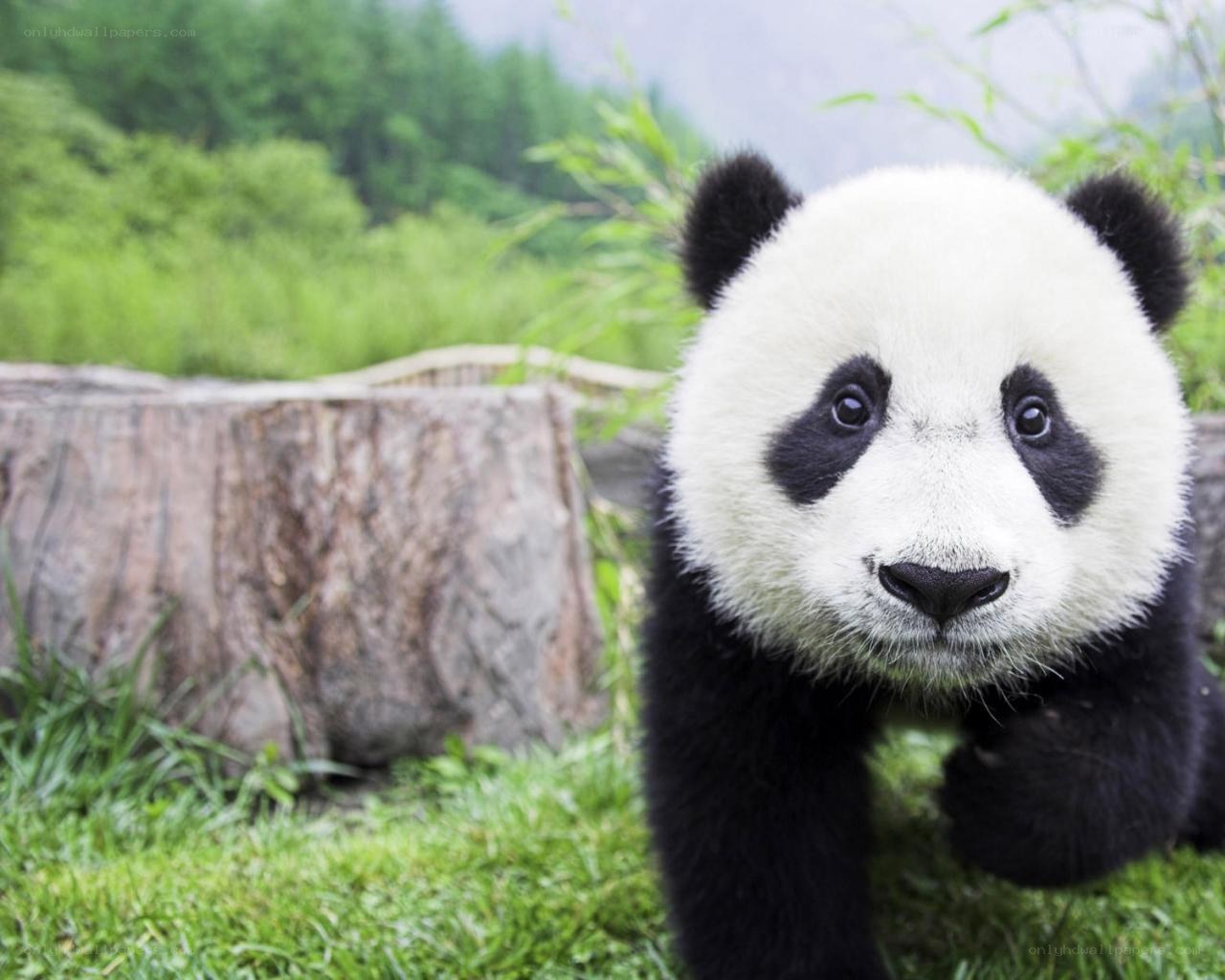 Cute panda cub in grass