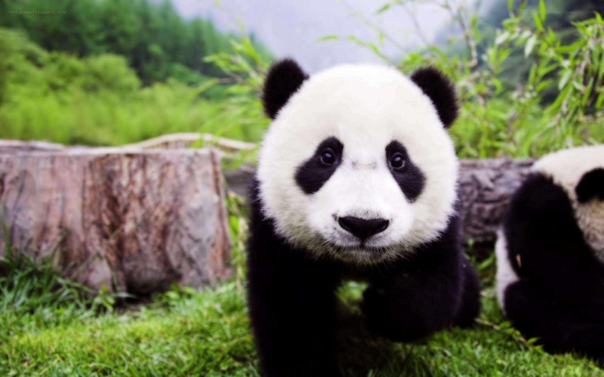 Cute panda cub in grass