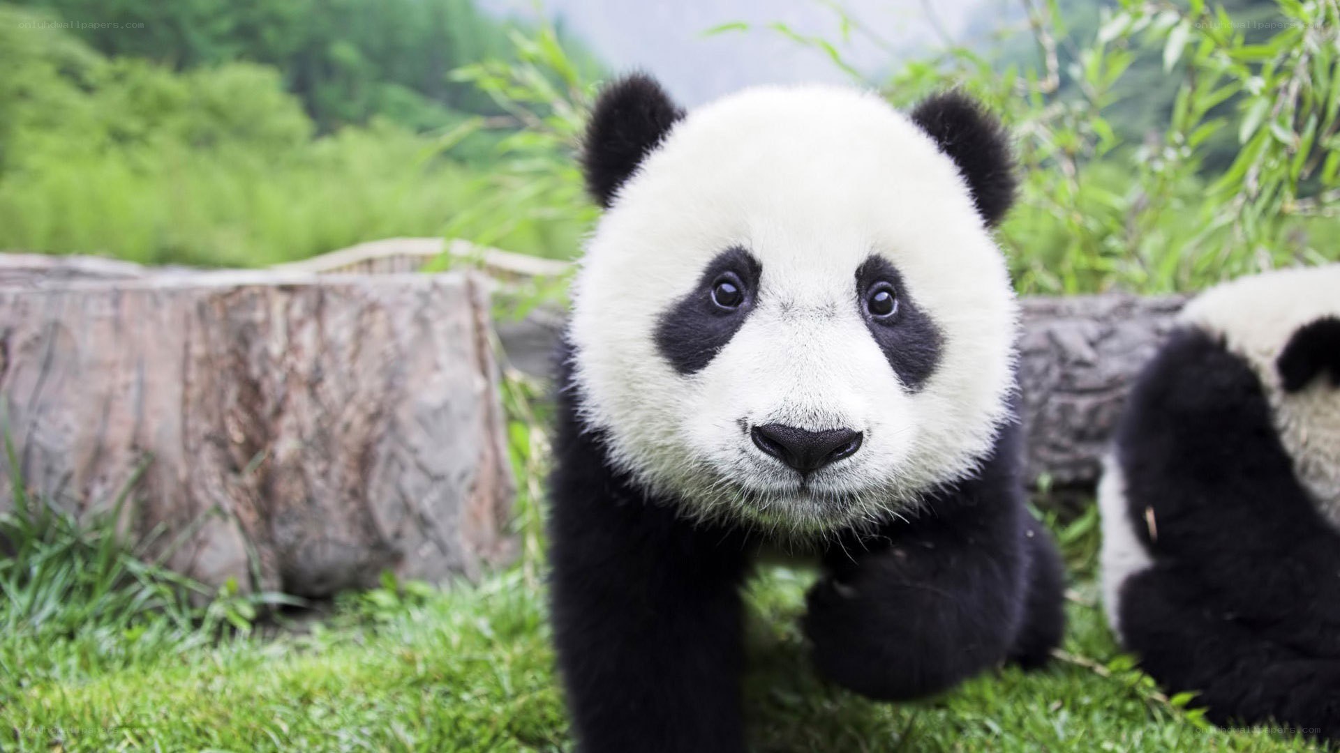 Cute panda cub in grass