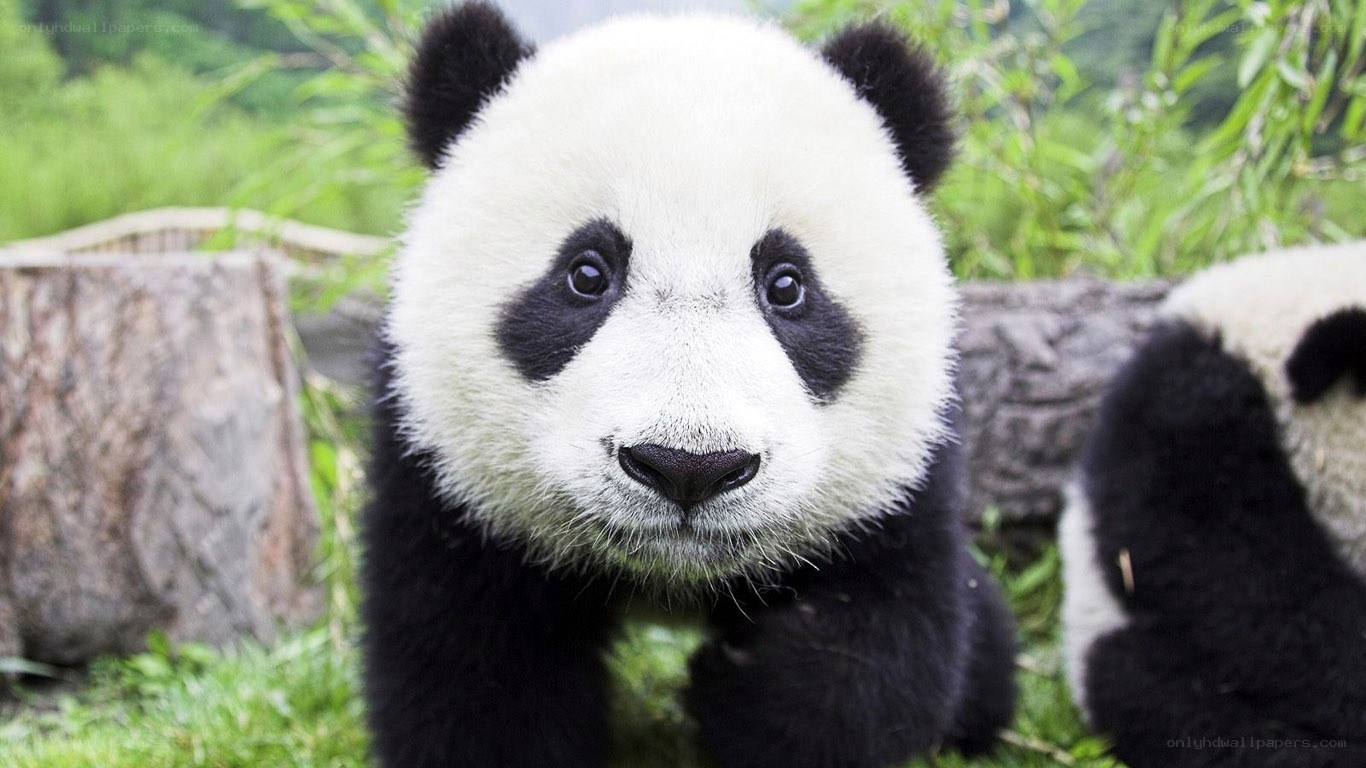 Cute panda cub in grass