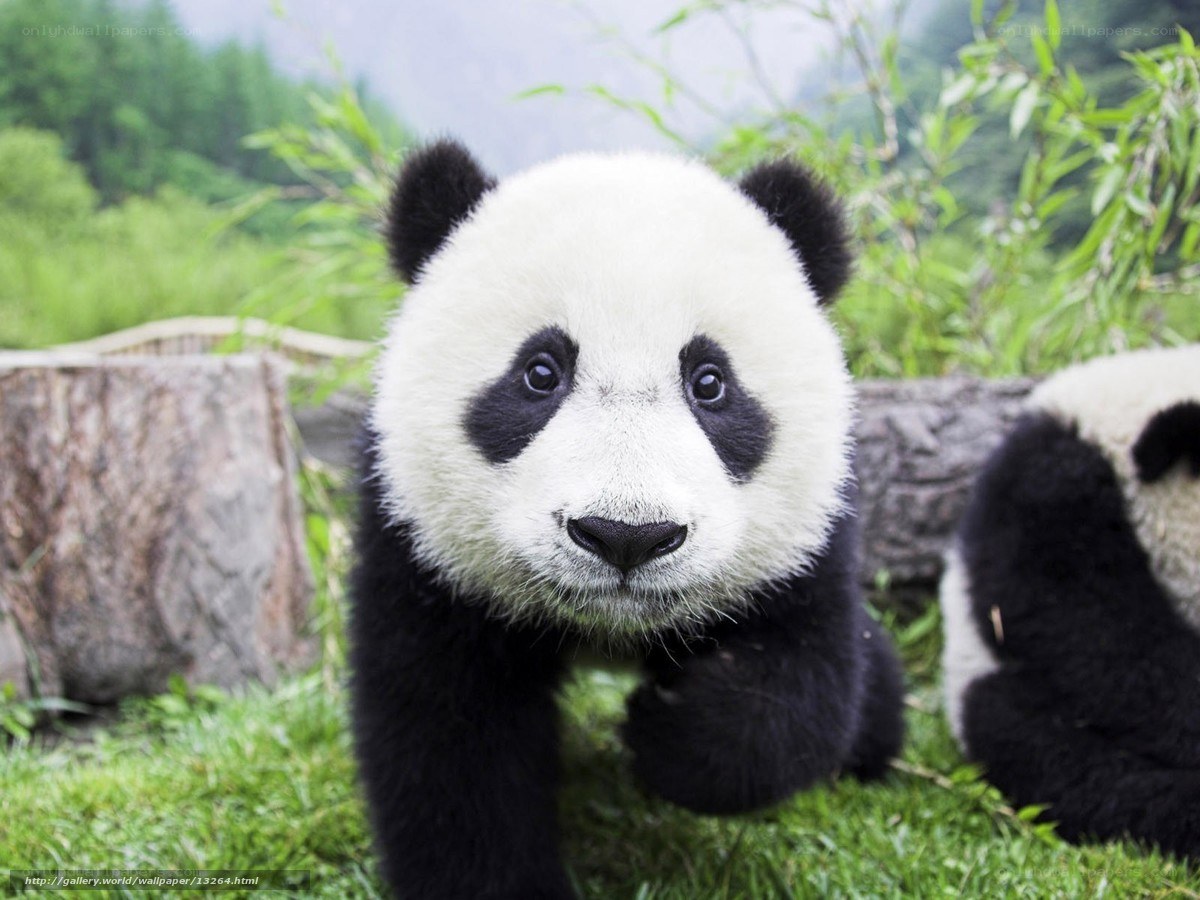 Cute panda cub in grass