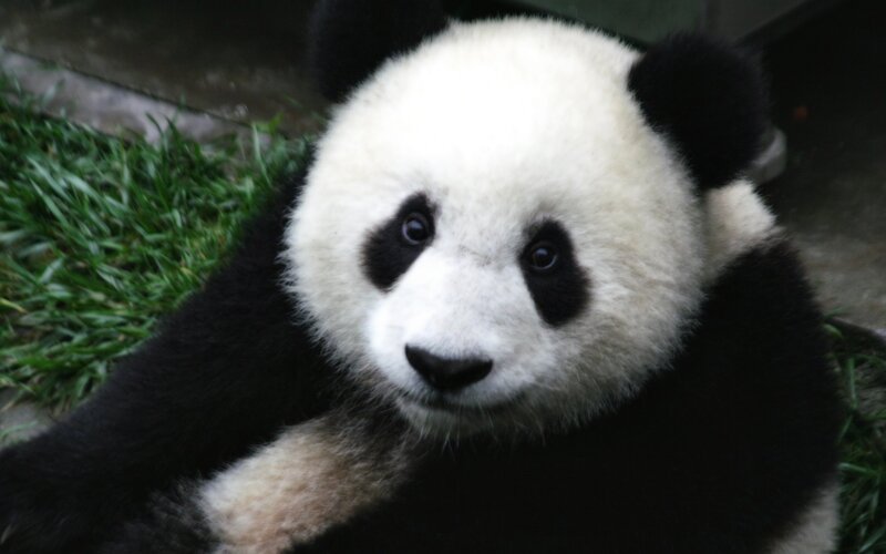 cute panda cub looking at camera