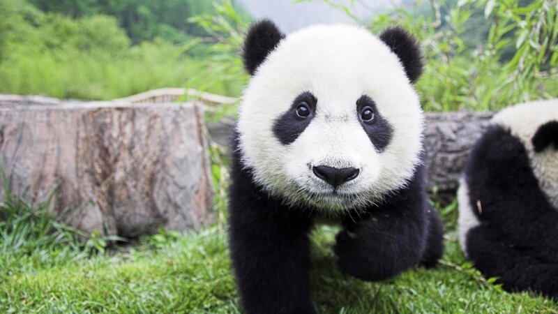 Cute panda cub on grass