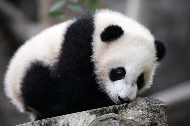 cute panda cub resting