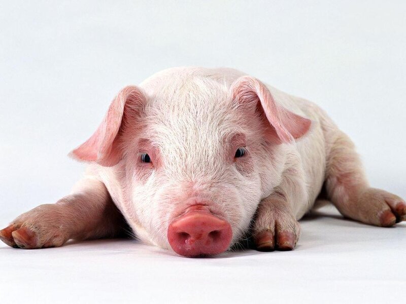 cute piglet lying down