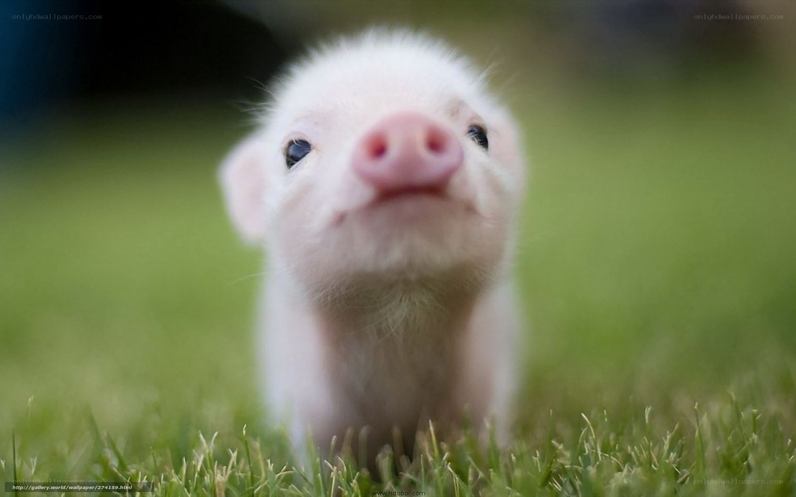 cute piglet on grass