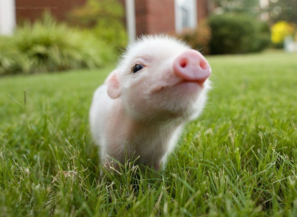 cute piglet on grass