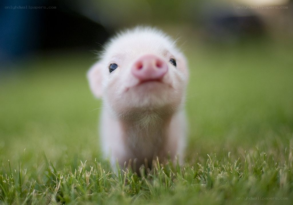 cute piglet on grass