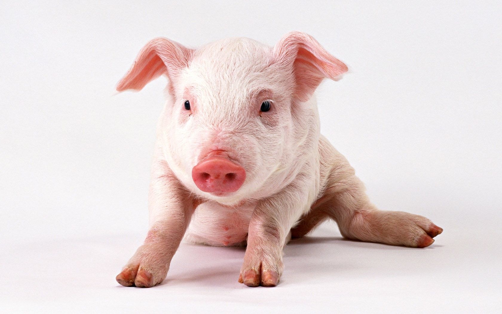 cute piglet on white background