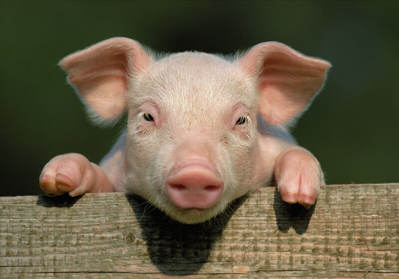cute piglet on wooden fence