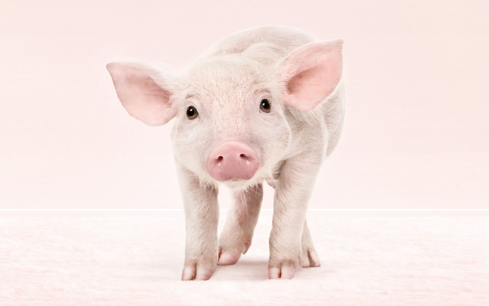 cute piglet standing