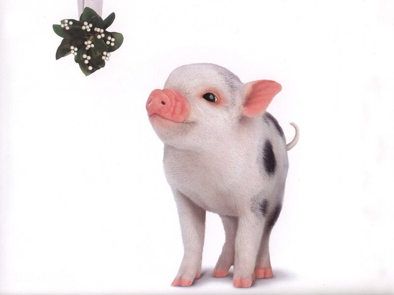cute piglet with mistletoe