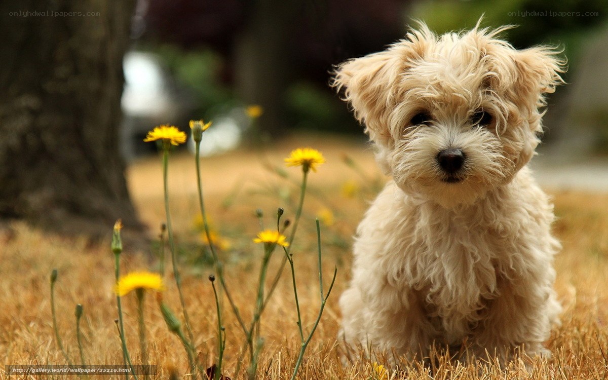 Cute puppy in a field