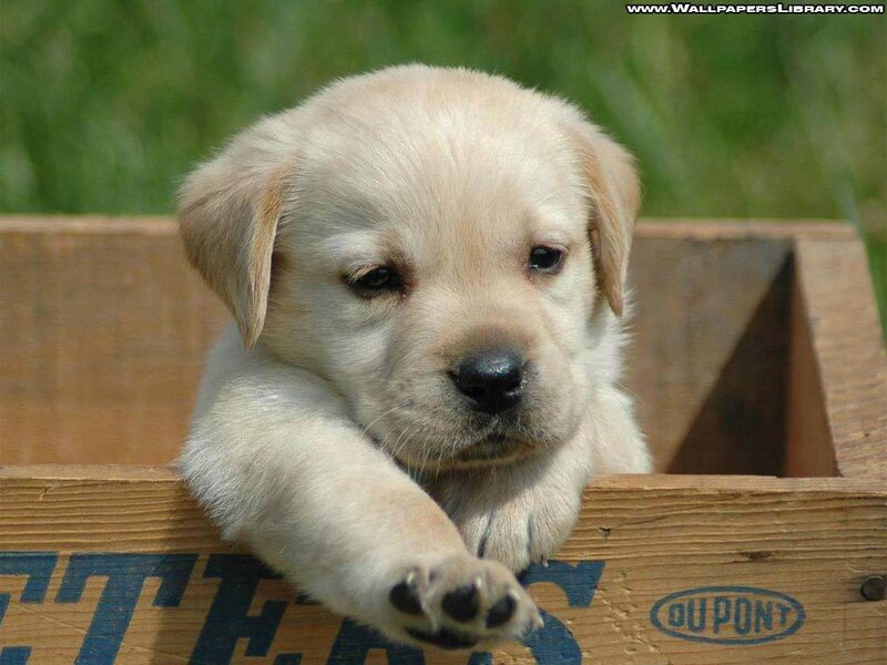 cute puppy in a wooden box
