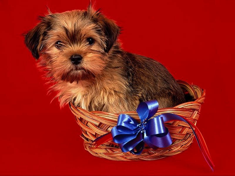 Cute Puppy in Basket